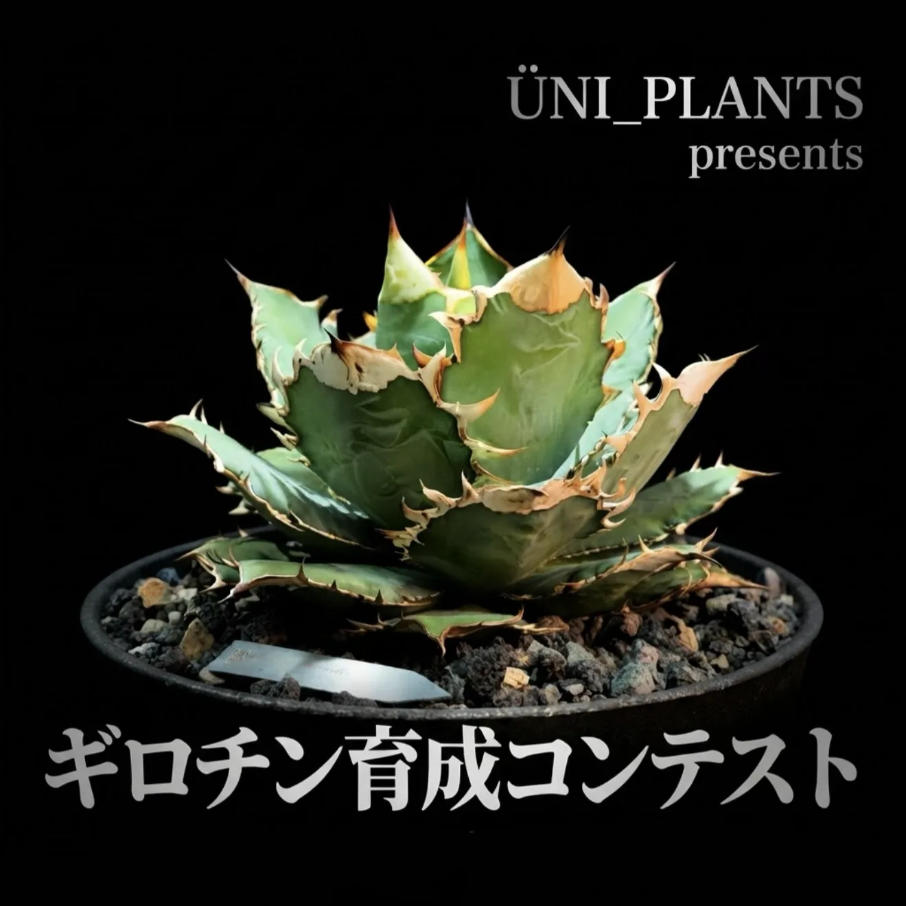 アガベ REO carpediem 親株出品 アガベオークション | アガオク | アガオク